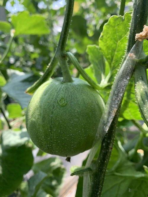 娱乐吃瓜的封面怎么做,从吃瓜封面看幕后故事