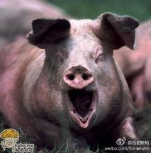 吃瓜猪娱乐视频怀孕,揭秘明星怀孕幕后故事